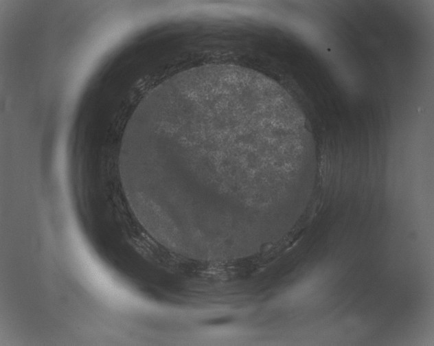 X0000076300383200610201553