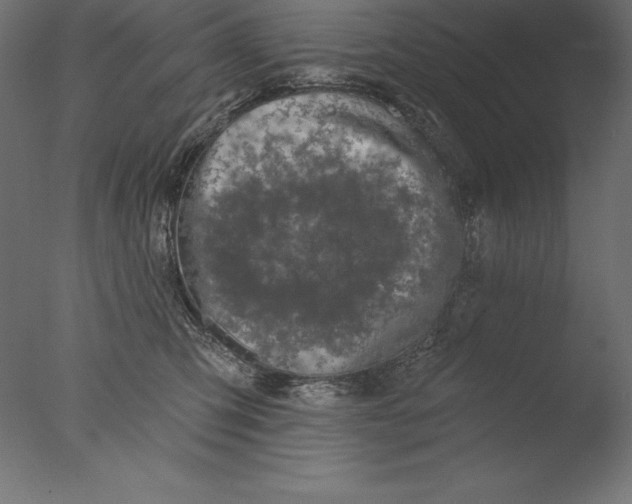 X0000076300423200610201551