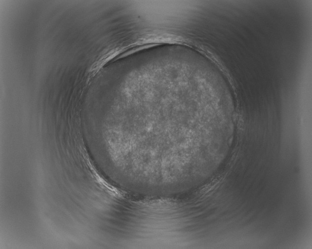 X0000076300433200610201550