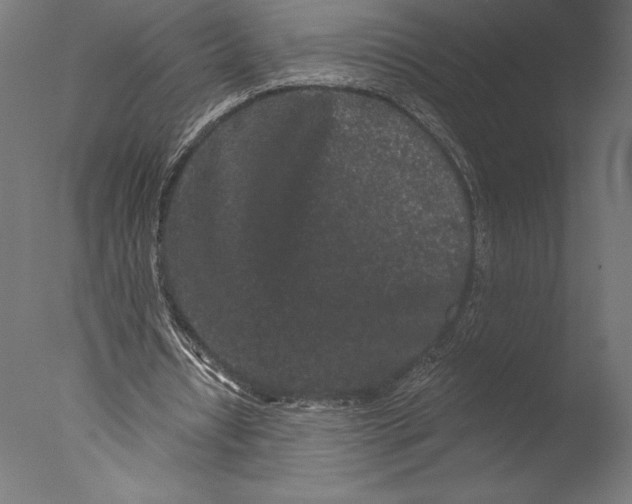 X0000076300434200610201550