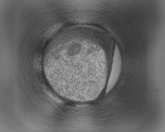 X0000076300450200610201551