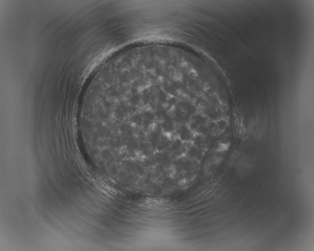 X0000076300487200610201550