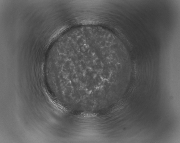 X0000076300491200610201550