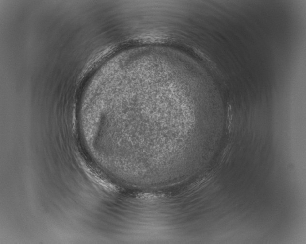 X0000076300494200610201550