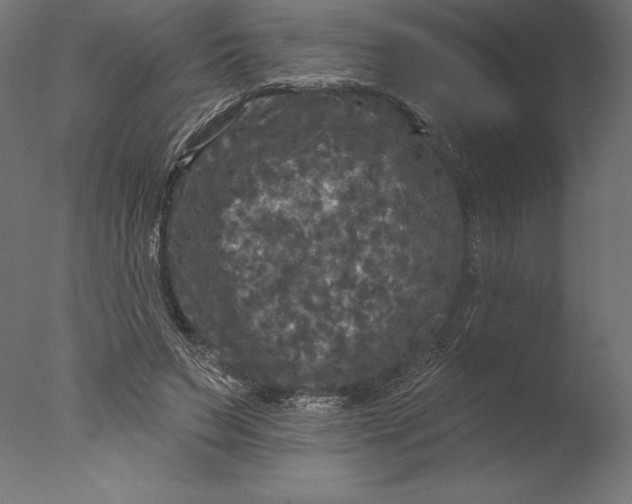 X0000076300495200610201550