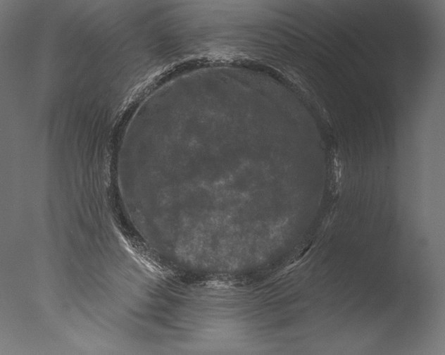 X0000076300496200610201550