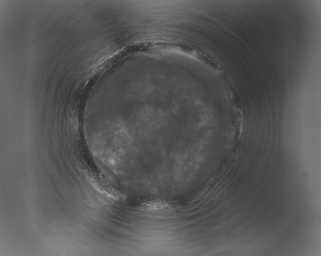 X0000076300500200610201550