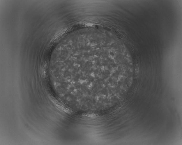 X0000076300503200610201550