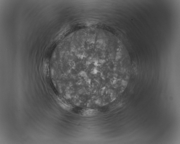 X0000076300527200610201550