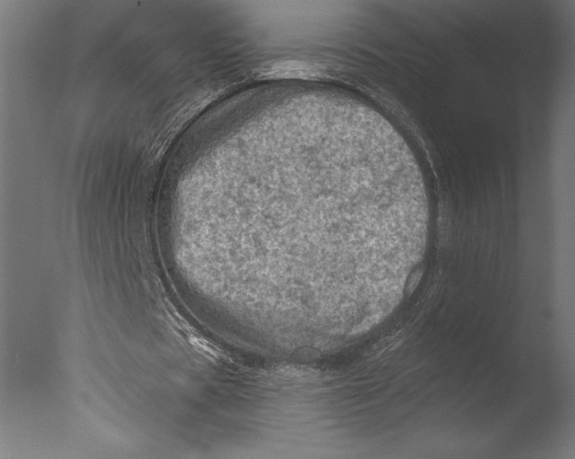 X0000076300529200610201549