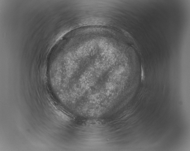 X0000076300627200610201547