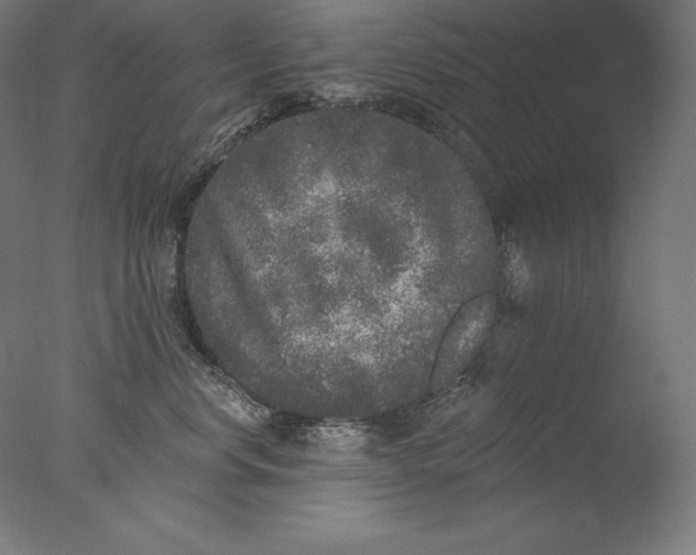 X0000076300668200610201548