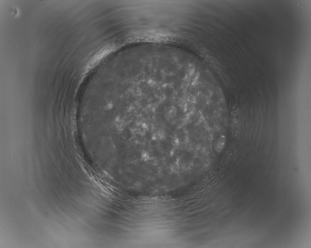 X0000076300679200610201547