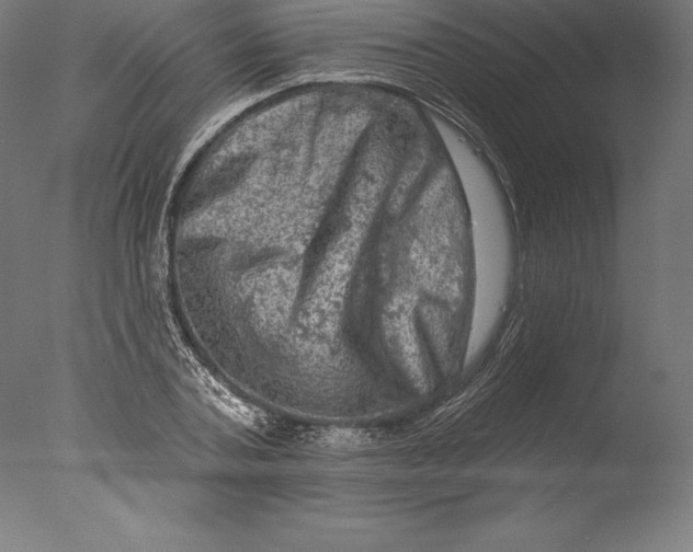 X0000076300787200610201545