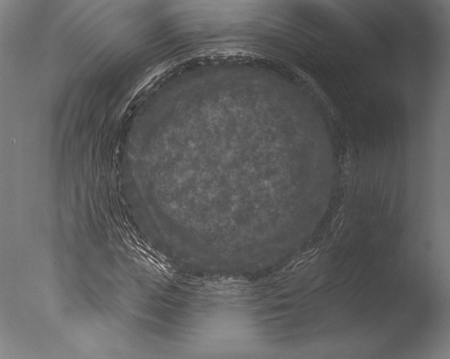 X0000076300823200610201544