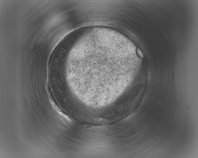 X0000076300844200610201544