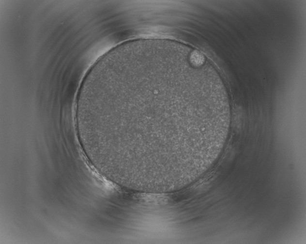 X0000076300856200610201545