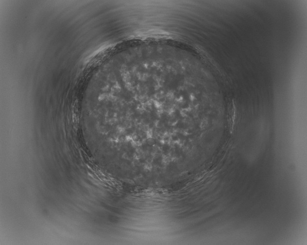 X0000076301063200610201540