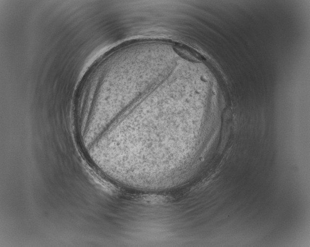 X0000076301085200610201538