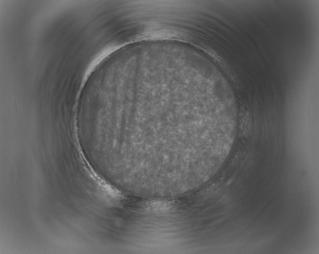 X0000076301086200610201538