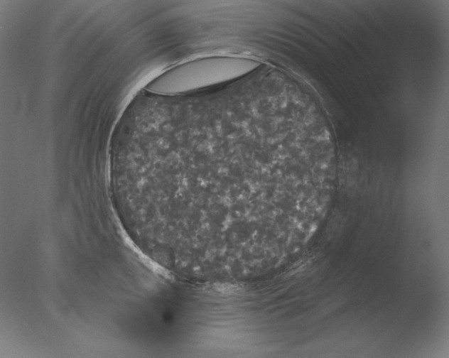 X0000076301095200610201537