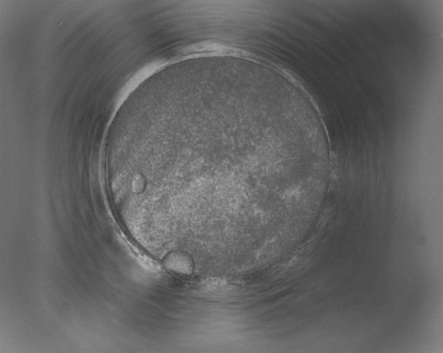 X0000076301098200610201537