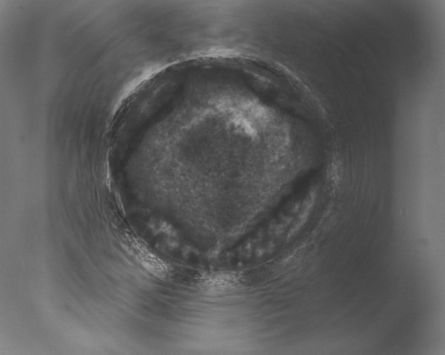 X0000076301262200610201535