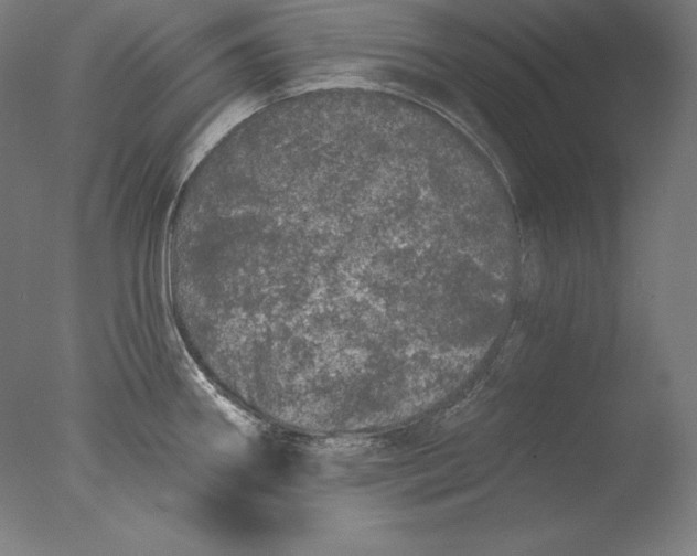 X0000076301290200610201534