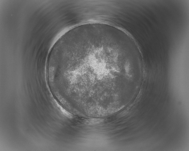 X0000076301294200610201534