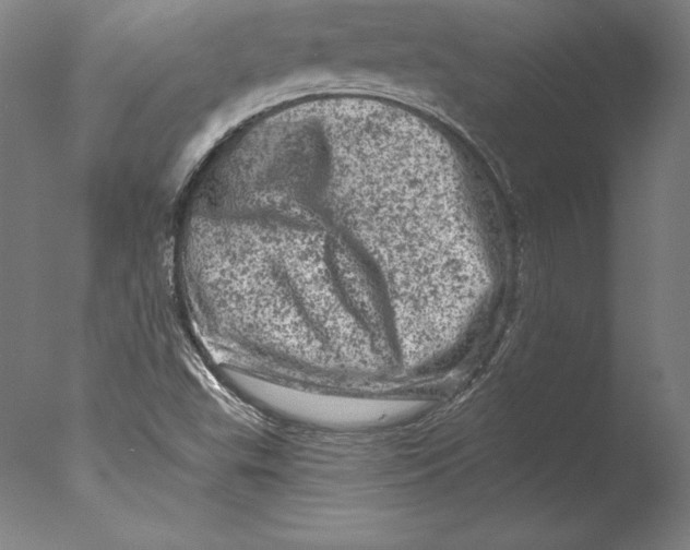 X0000076301503200610201530