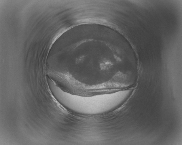 X0000076301529200610201531