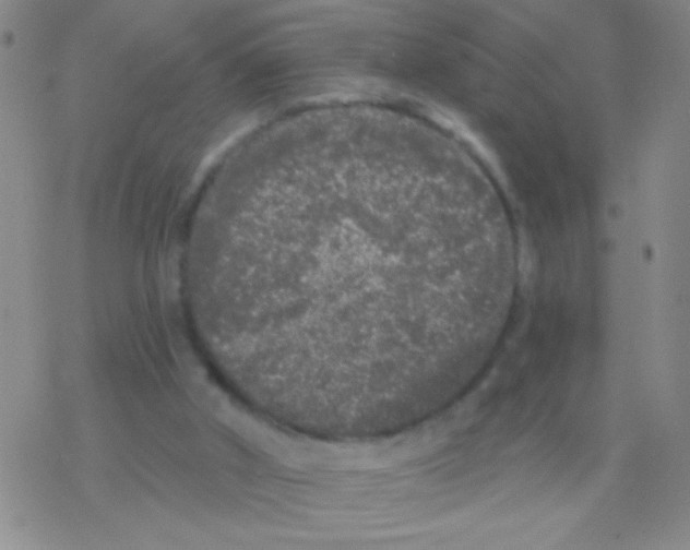 X0000076300010200610271926