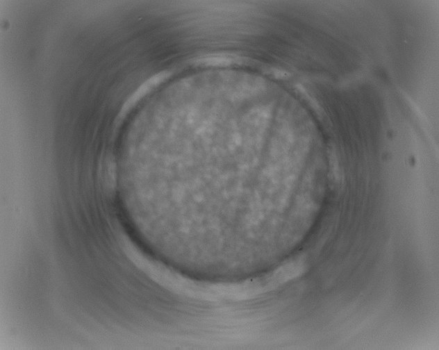 X0000076300016200610271925