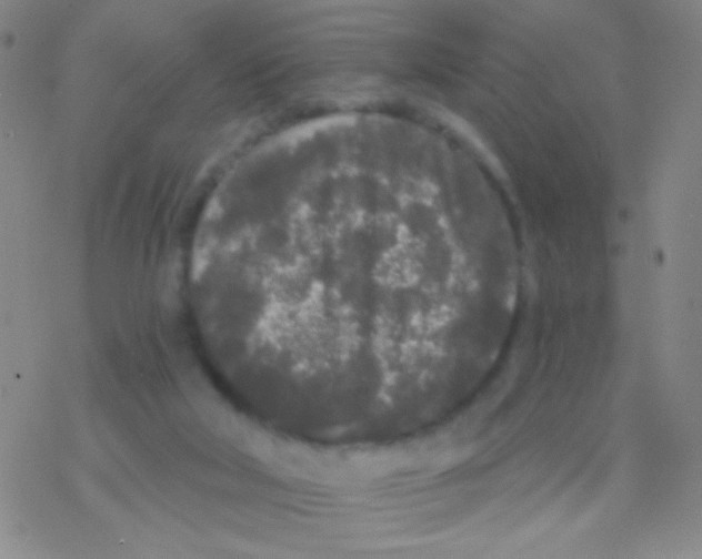 X0000076300018200610271925