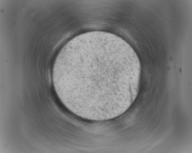 X0000076300020200610271925