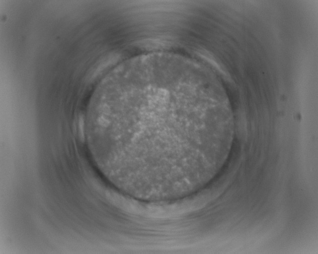 X0000076300022200610271925