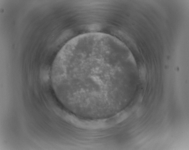 X0000076300032200610271925