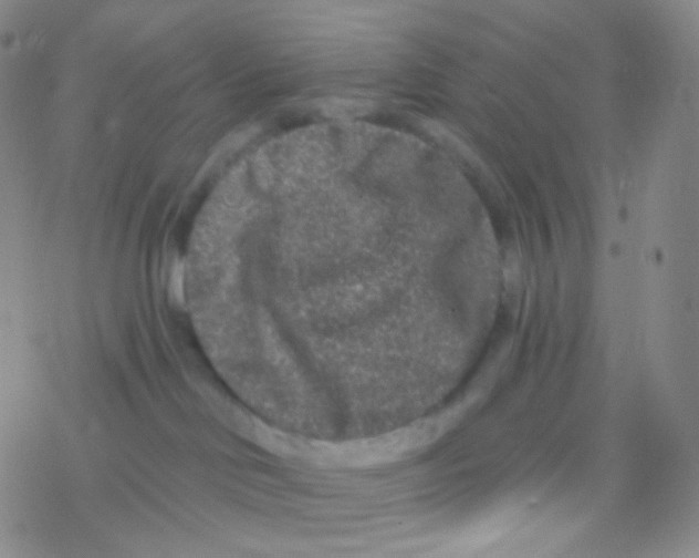 X0000076300046200610271925