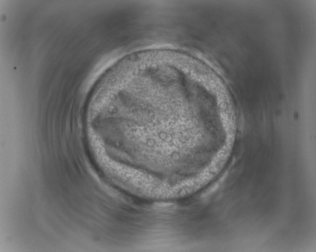 X0000076300055200610271924