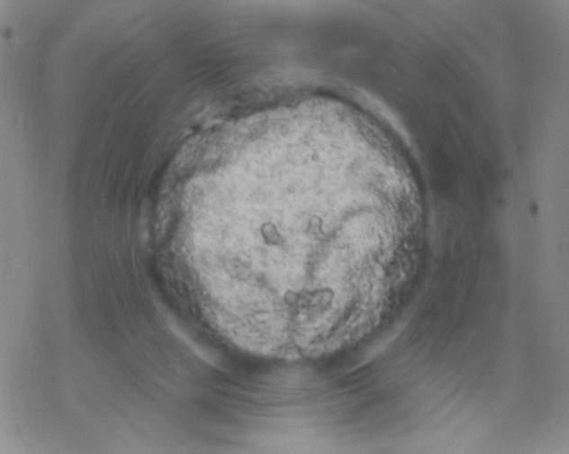 X0000076300065200610271924