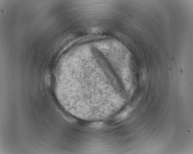 X0000076300090200610271925