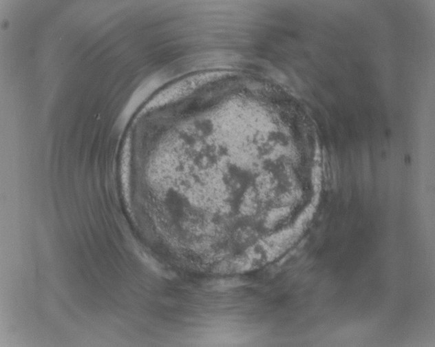 X0000076300099200610271924