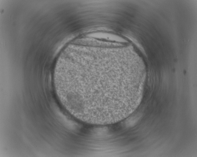 X0000076300110200610271924