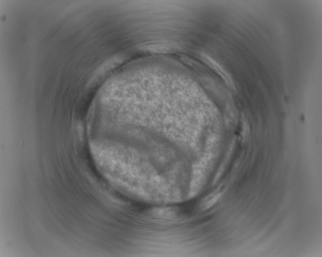 X0000076300117200610271924