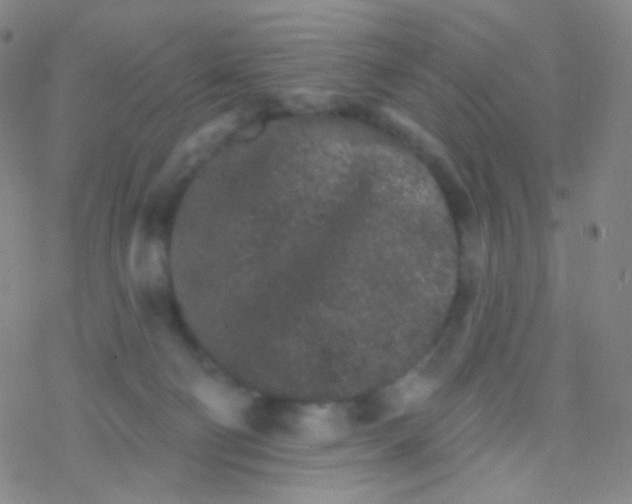 X0000076300130200610271924