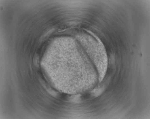 X0000076300138200610271924