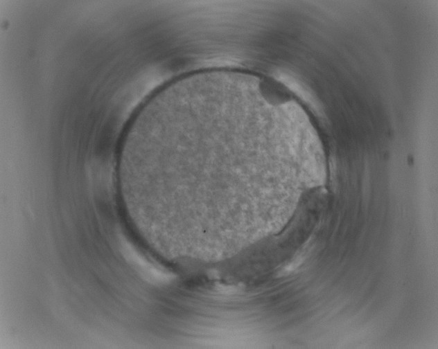 X0000076300156200610271923