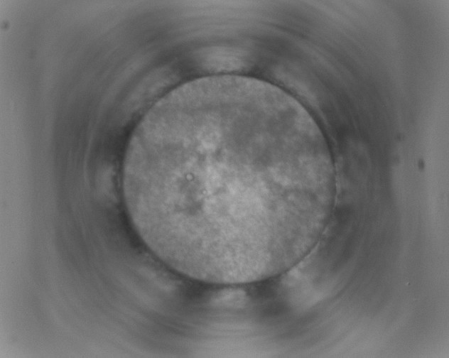 X0000076300162200610271923