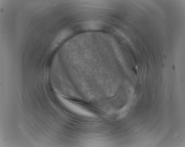 X0000076300168200610271923