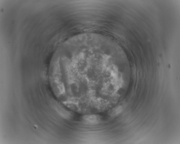 X0000076300181200610271923